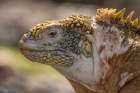 Ecuador-Galapagos National Park-South Plaza Island. Land iguana head close-up. Art Print